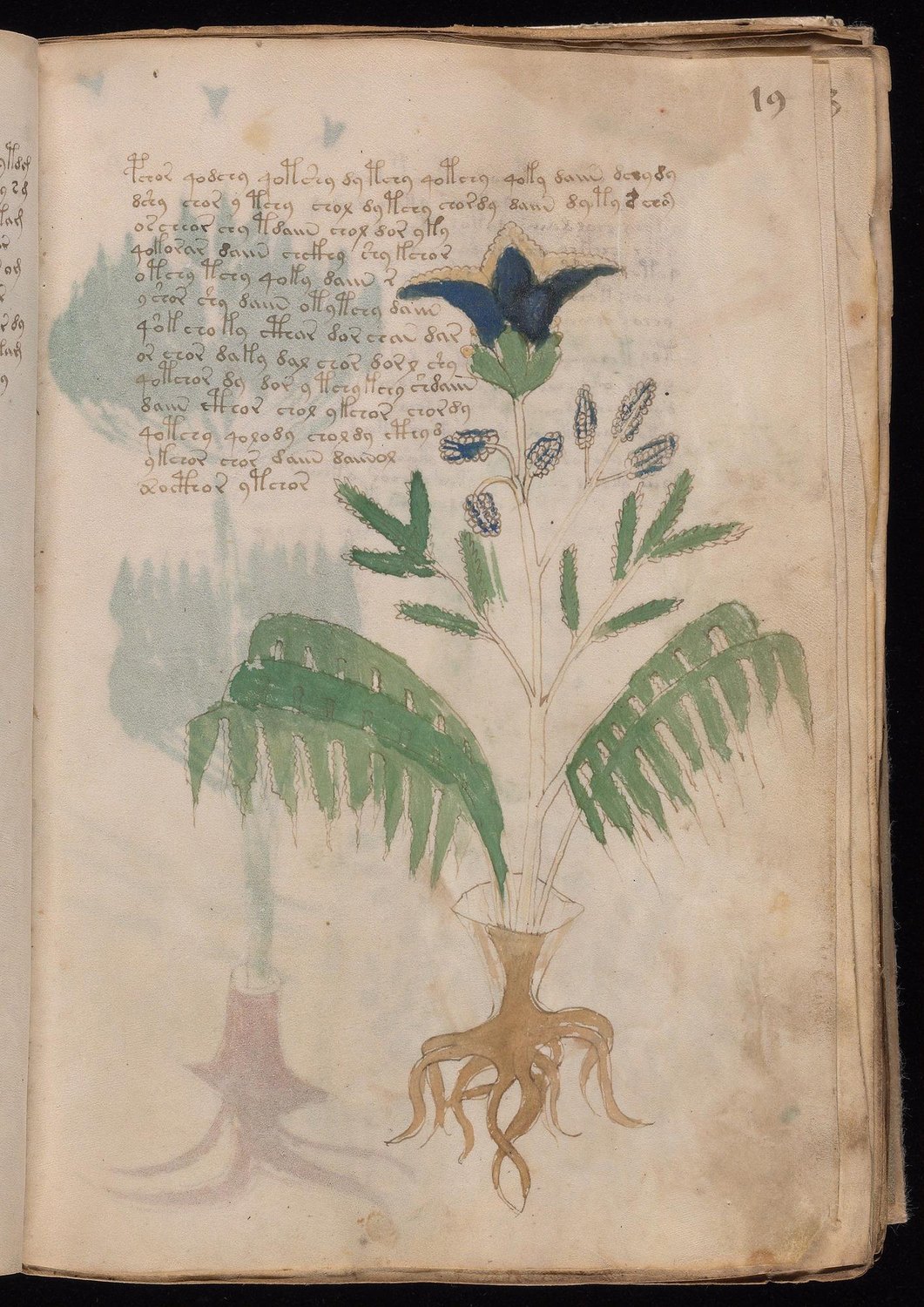 Herbal Page 35